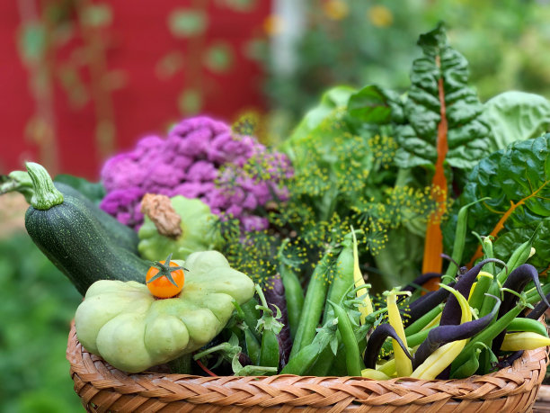 菜花 蔬菜 有机 绿色 无公害