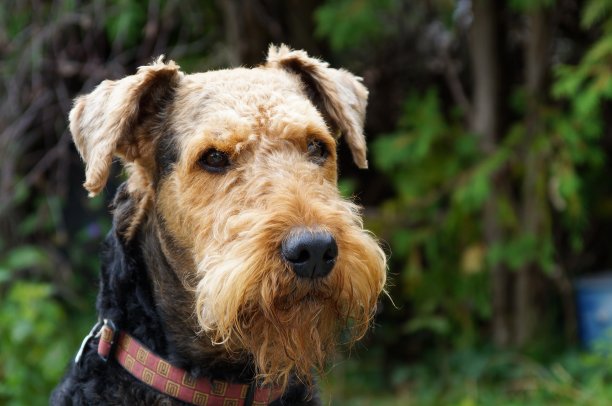 airedale