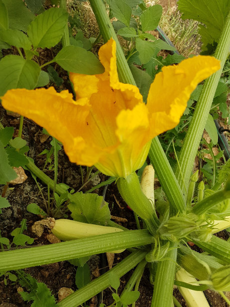 绽放花朵 植物 鲜花 摄影 生