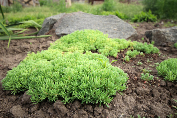 sedum