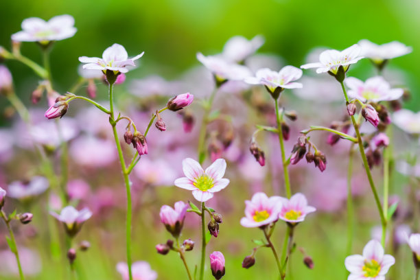 虎耳草花