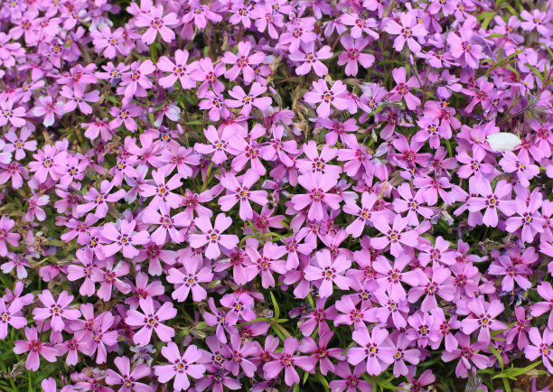 石楠嫩芽