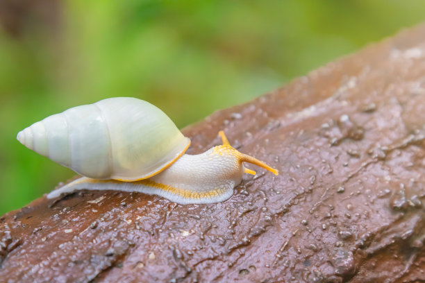自然蜗牛高清