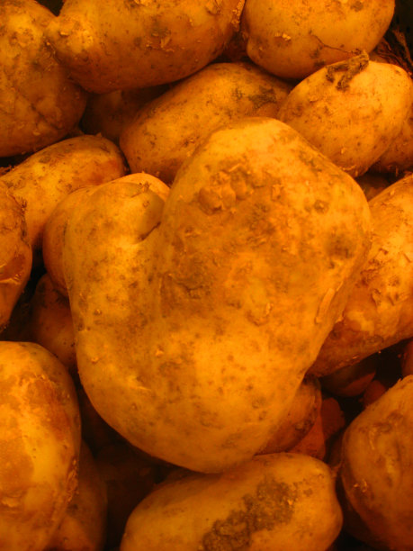 黄心马铃薯