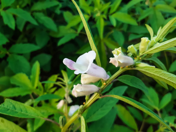 芝麻开花