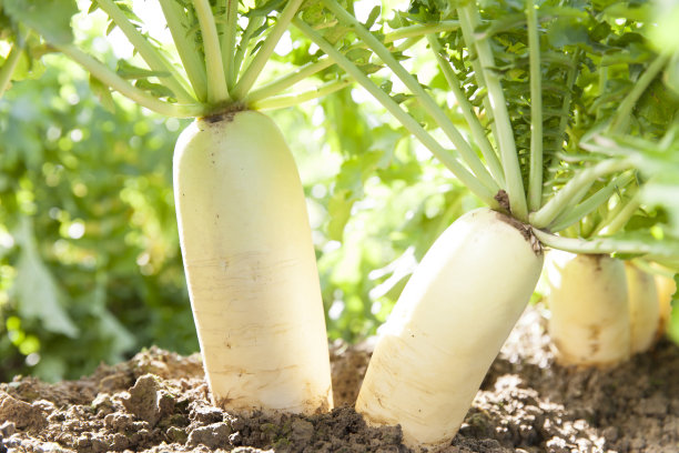 radishes