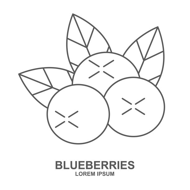 矢量蓝莓插画