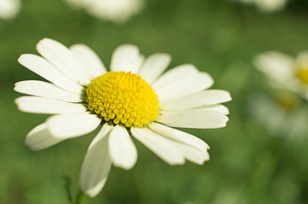 pyrethrum
