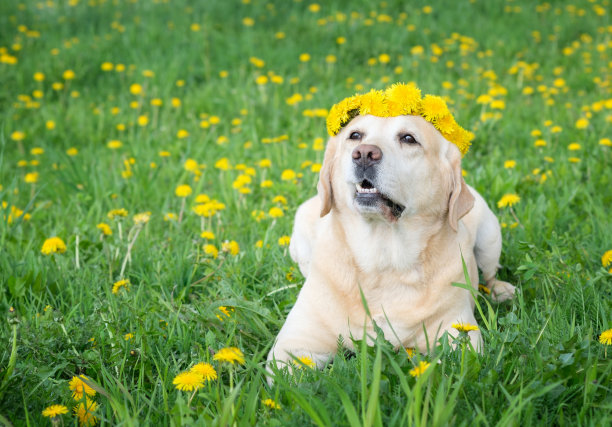 可爱的,草坪,纯种犬