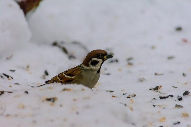 雪地觅食的小麻雀
