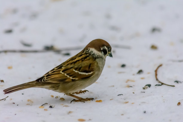 雪地觅食的小麻雀