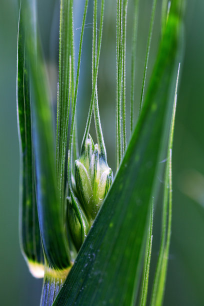 绿色小麦穗