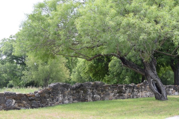 大树下的围墙