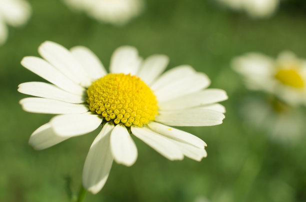 pyrethrum