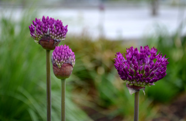 紫三叶草花