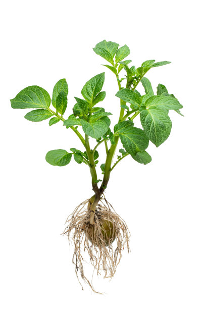 potatoes