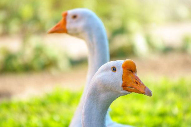 goose
