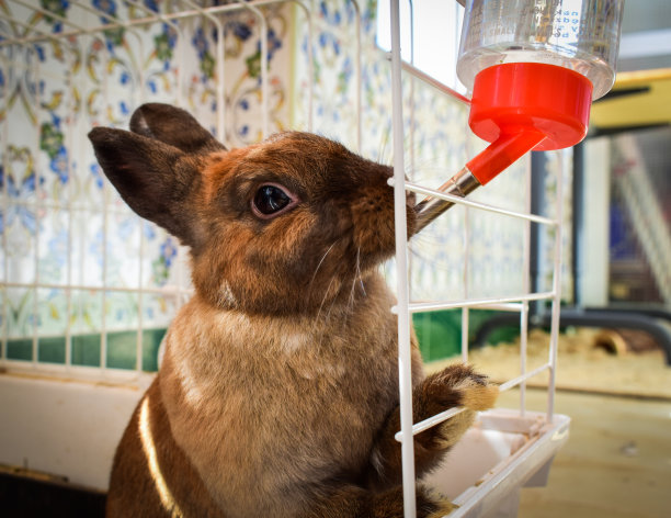 bunny