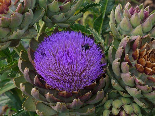 artichoke