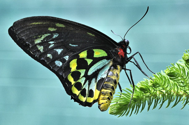 ornithoptera