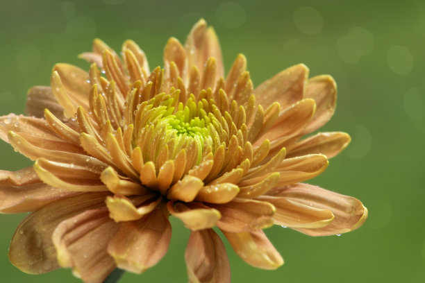 水珠菊花特写