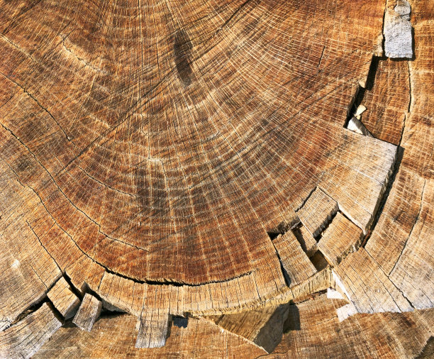 木纹,树干剖面纹理