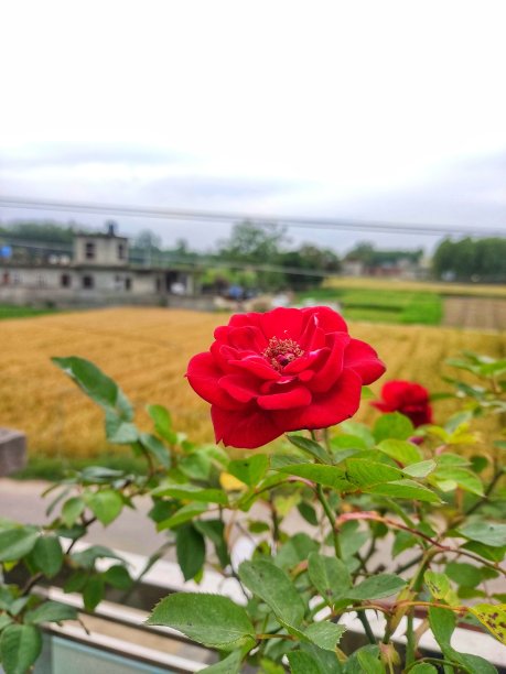 玫瑰庄园
