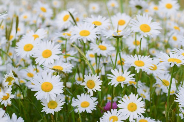 pyrethrum