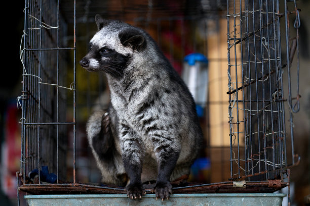 captivity