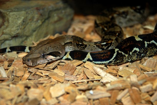 adders