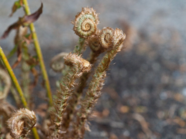 fiddlehead