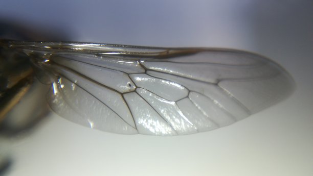 entomology