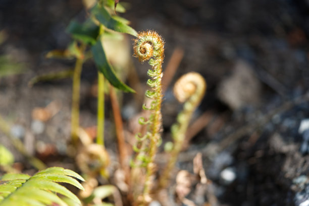fiddlehead