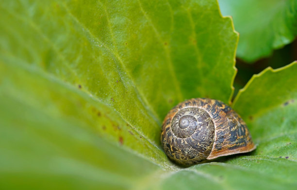 微距摄影蜗牛