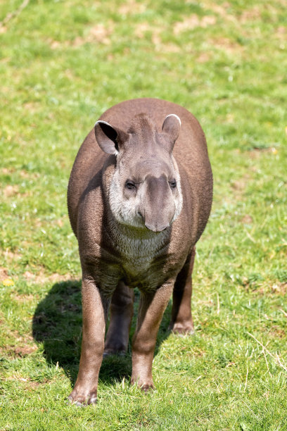 tapir