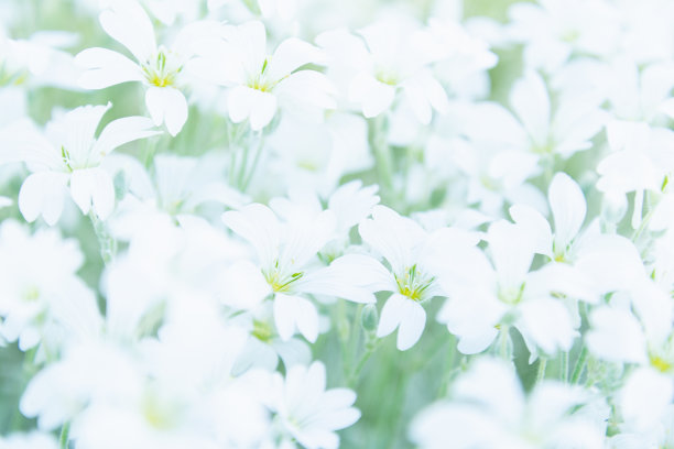 白色花朵花纹 田园花卉图案 