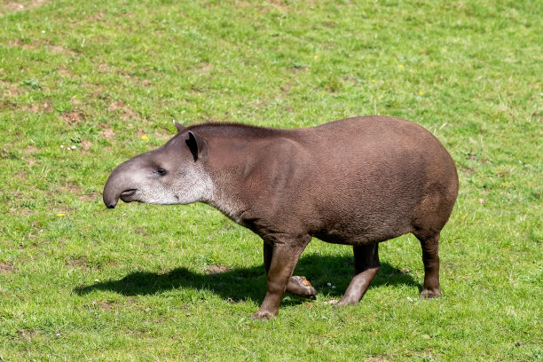 tapir