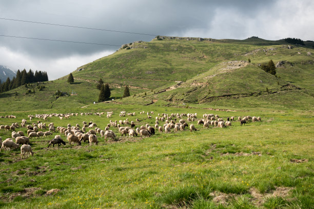 山上的羊群