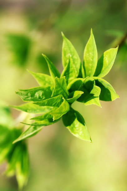 茶叶绿芽