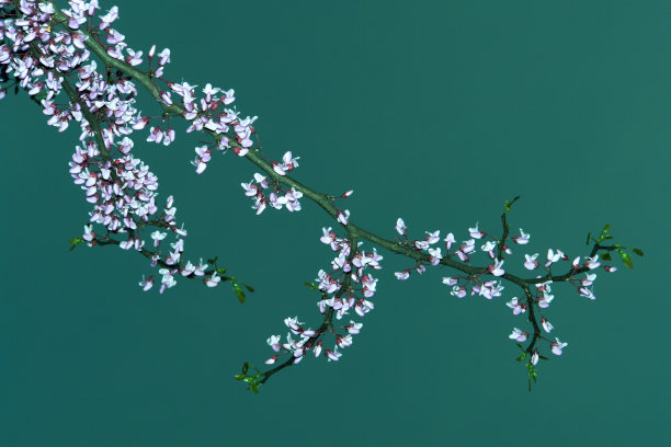 槐花特写