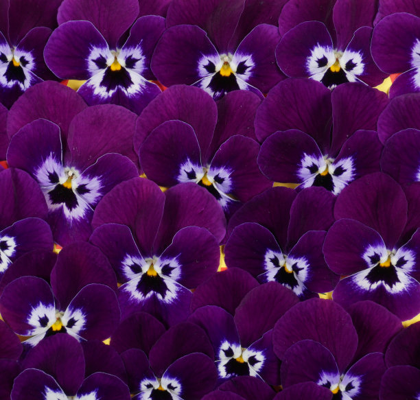 紫黄色婚礼花艺