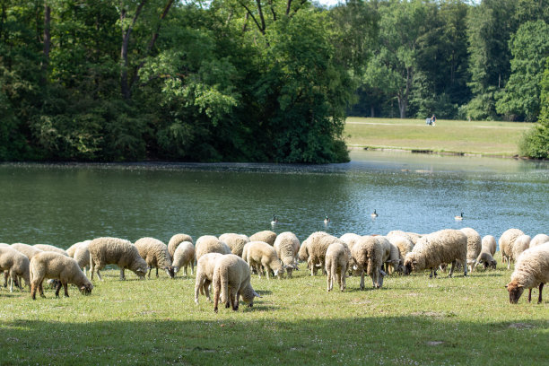 湖边的羊群