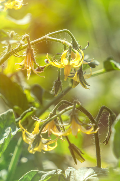 温室花草 