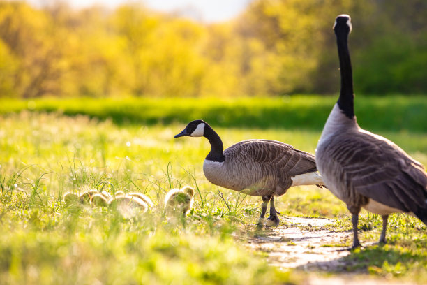 goose