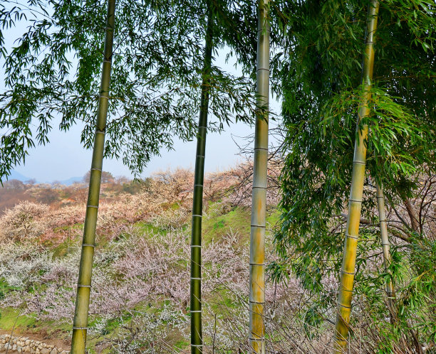 竹林梅花