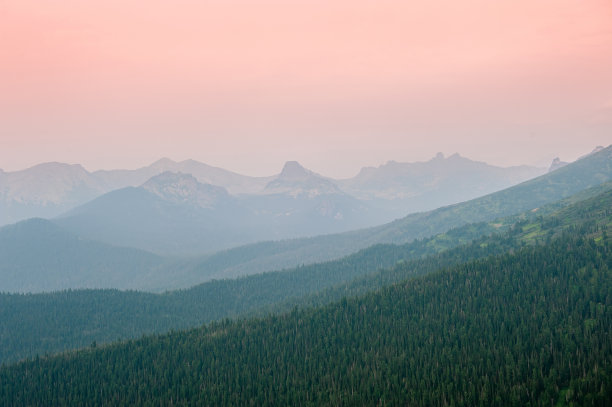 高山树林