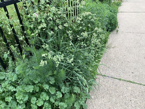 overgrown