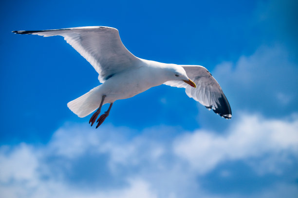 飞鸟蓝色大海壁纸