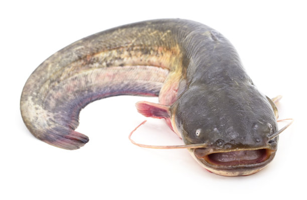 catfish