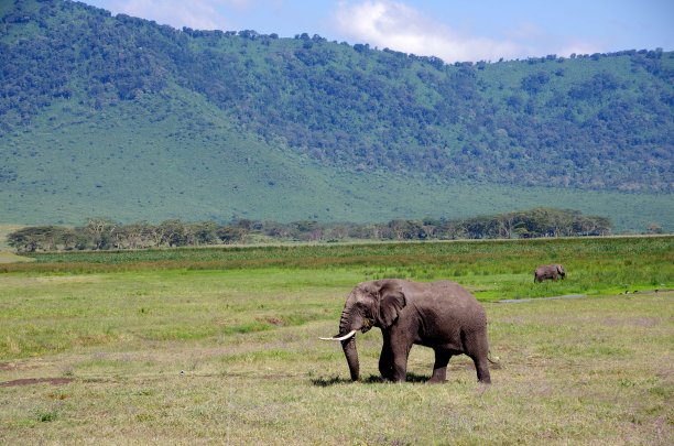 ngorongoro